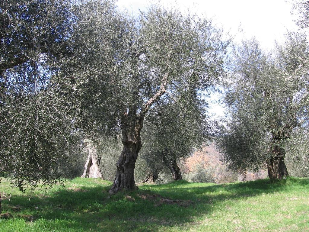 Willa Casa Fioranna Seggiano Pokój zdjęcie