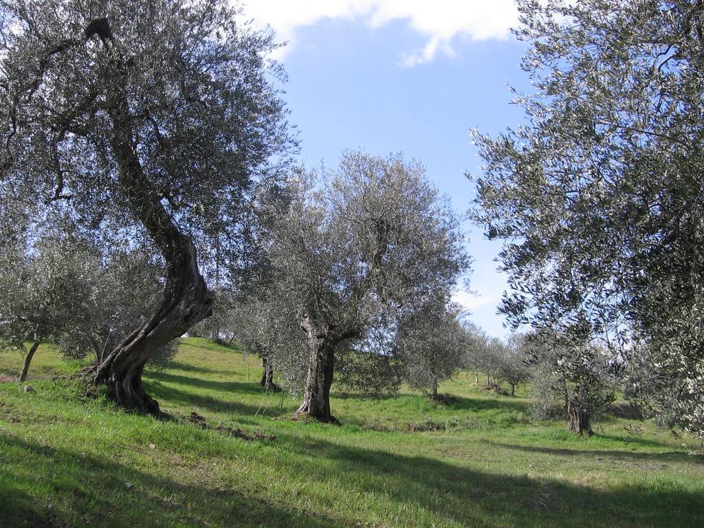 Willa Casa Fioranna Seggiano Pokój zdjęcie